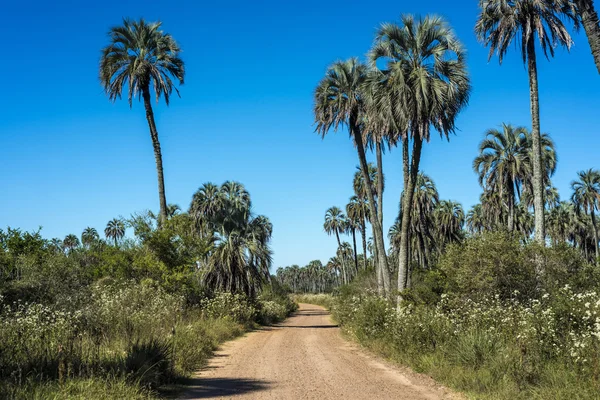 Palmen im Nationalpark El Palmar, Argentinien — Stockfoto