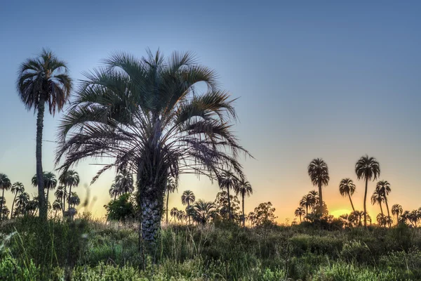 Nascer do sol no Parque Nacional El Palmar, Argentina — Fotografia de Stock