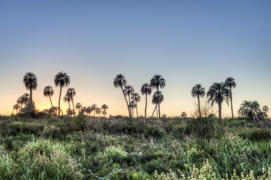 el palmar Milli Parkı, Arjantin Sunrise