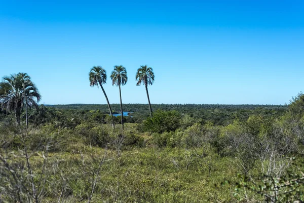 Palme nel Parco Nazionale El Palmar, Argentina — Foto Stock