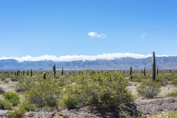 Los Cardones National Park in Salta, Argentina. — Stock Photo, Image