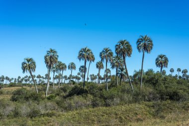 el palmar Milli Parkı, Arjantin avucunda