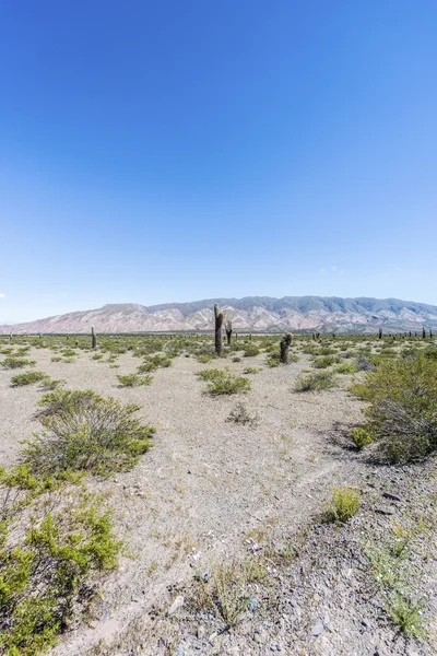 Los Cardones National Park in Salta, Argentina. — Stock Photo, Image