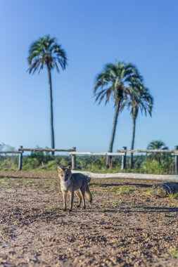 el palmar Milli Parkı, Arjantin Fox'ta dağ