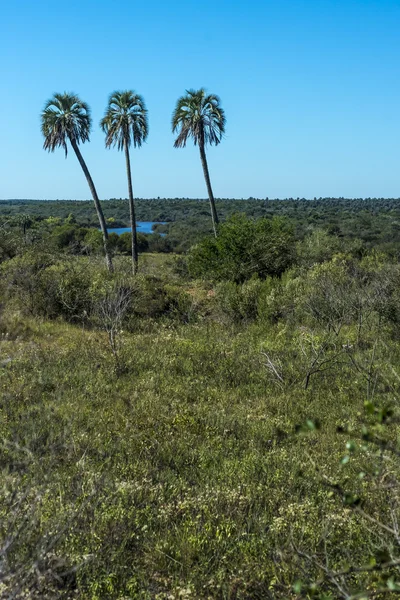 Palmas no Parque Nacional El Palmar, Argentina — Fotografia de Stock