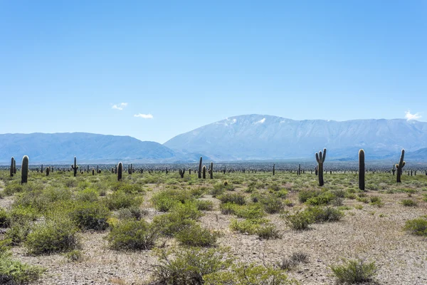 Parque Nacional Los Cardones en Salta, Argentina . — Foto de Stock