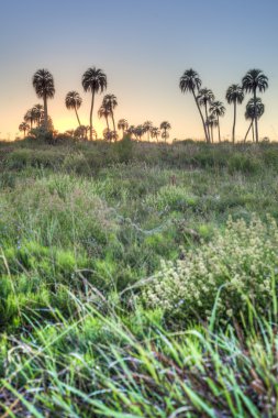 el palmar Milli Parkı, Arjantin Sunrise