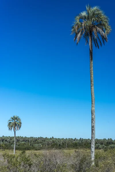 Palmas no Parque Nacional El Palmar, Argentina — Fotografia de Stock