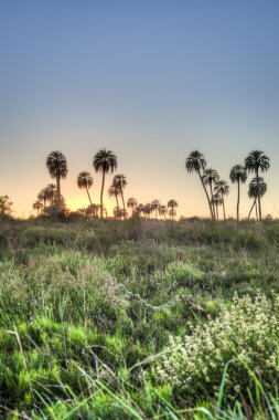 el palmar Milli Parkı, Arjantin Sunrise