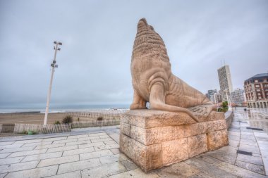 deniz aslanı mar del plata, buenos aires, Arjantin