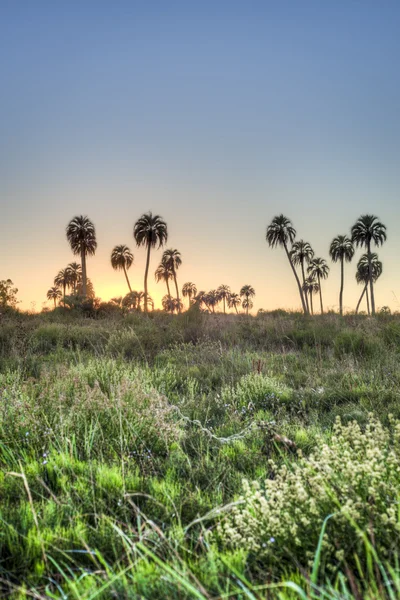 Východ slunce na el palmar národní park, argentina — Stock fotografie