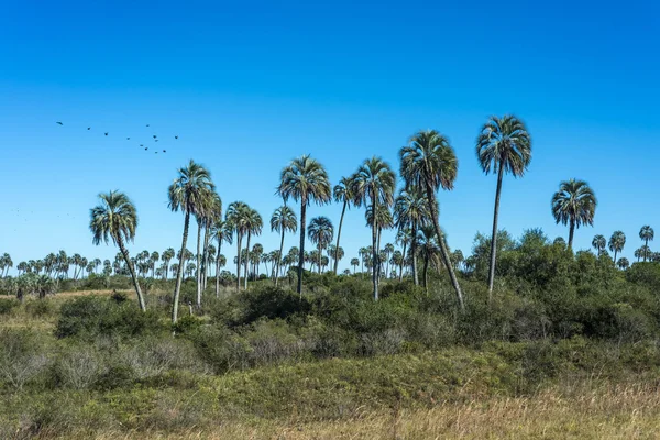 Palms på el palmar national park, argentina — Stockfoto