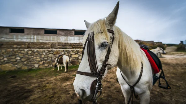 Sierra de Gredos, província de Ávila, Castela Leão . — Fotografia de Stock