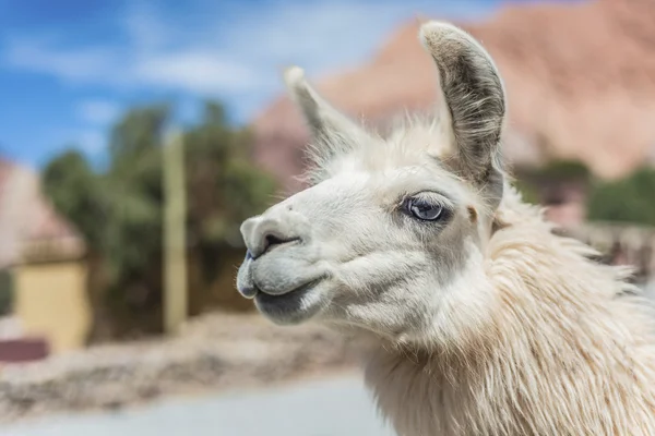 Lama purmamarca, jujuy, Arjantin. — Stok fotoğraf