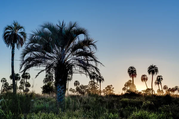 Nascer do sol no Parque Nacional El Palmar, Argentina — Fotografia de Stock