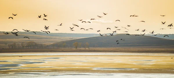 Jeřáby migraci přes lagunu Gallocanta ve Španělsku — Stock fotografie