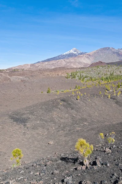 Samarra, Isola di Tenerife — Foto Stock