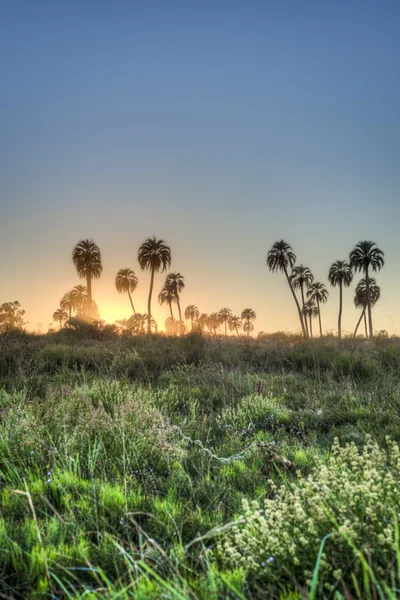 Sunrise on El Palmar National Park, Argentina — Stock Photo, Image