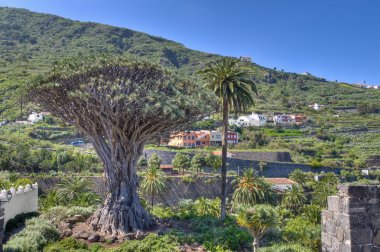 bin yıllık drago ağaç