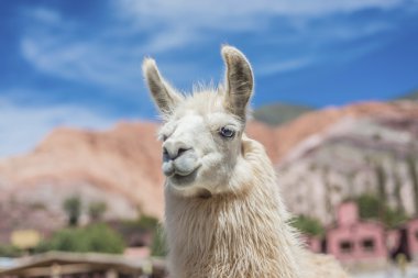 Lama purmamarca, jujuy, Arjantin.
