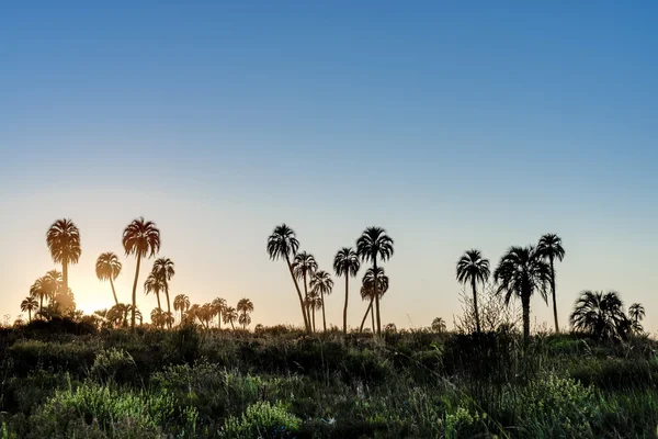 Sonnenaufgang im Nationalpark El Palmar, Argentinien — Stockfoto