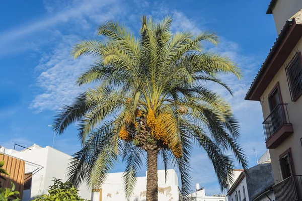棕榈树在科尔多瓦，西班牙. — 图库照片