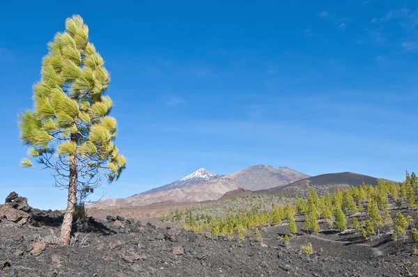 Samarra, Tenerife eiland — Stockfoto