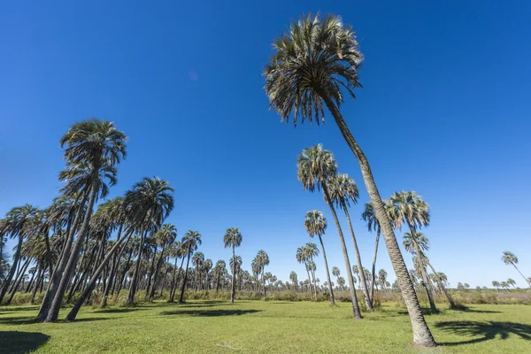 Долоні на el palmar Національний парк, Аргентина — стокове фото