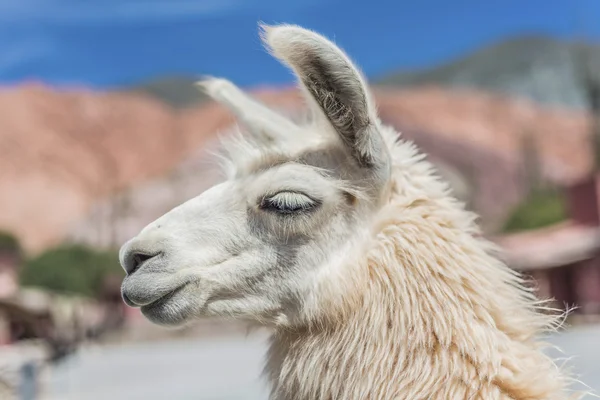 Lamy w mieście purmamarca, jujuy, Argentyna. — Zdjęcie stockowe