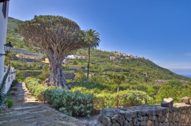 bin yıllık drago ağaç