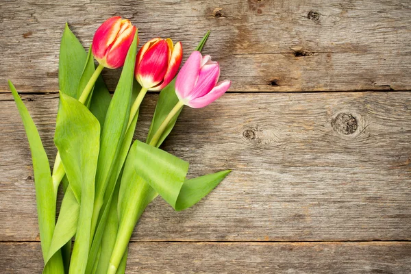 Három szép tulipán fa háttér — Stock Fotó