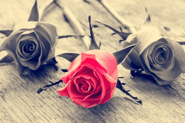 Κόκκινο τριαντάφυλλο σε μαύρο και άσπρο φόντο. — Φωτογραφία Αρχείου