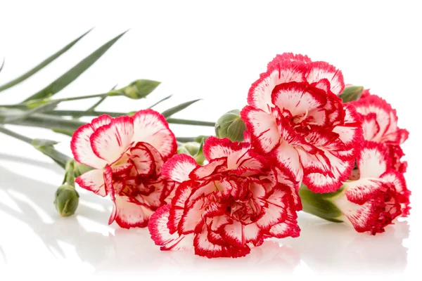 절연 피는 카네이션 꽃 — 스톡 사진