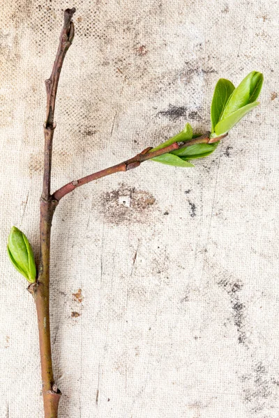 Joven planta en viejo fondo de lona — Foto de Stock