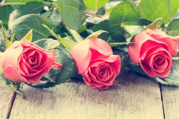 Γκρο πλαν τρία ροζ τριαντάφυλλα. — Φωτογραφία Αρχείου