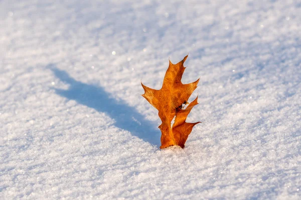 冬に白い雪の上に赤いカエデの葉 雪の日の紅葉を背景に — ストック写真