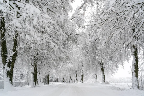 Venkovská Silnice Silném Sněžení Větvích Stromů Spousta Nadýchaného Sněhu — Stock fotografie