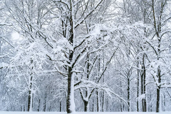 Winterbos Een Zware Sneeuwval Takken Van Bomen Veel Pluizige Sneeuw — Stockfoto