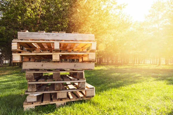 Montón Paletas Madera Usadas Sobre Fondo Forestal —  Fotos de Stock