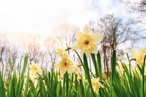Die Ersten Frühlingsblumen Der Narzissen Auf Einem Beet Stadtpark — Stockfoto