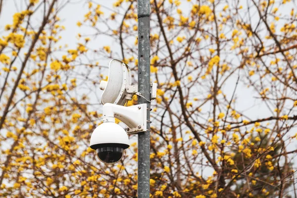 Sistema Segurança Vídeo Poste Com Fundo Árvores Primavera — Fotografia de Stock