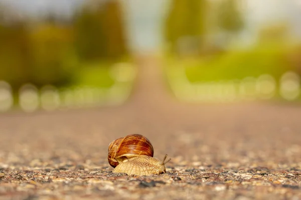 蜗牛穿过马路 慢慢的生活会很危险 — 图库照片