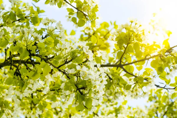 Voorjaarsbloesem Achtergrond Prachtige Natuur Met Bloeiende Boomgaard Voorjaarsbloeiers — Stockfoto