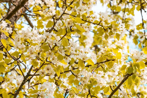 Φόντο Ανοιξιάτικων Λουλουδιών Όμορφη Φύση Σκηνή Ανθισμένα Δέντρα Ανοιξιάτικα Λουλούδια — Φωτογραφία Αρχείου