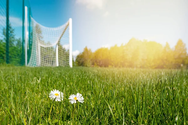 Blooming Daisy Flowers Soccer Field Football Goals Background — 图库照片