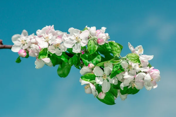 Manzano Flor Contra Cielo Resortes Flores Blancas Florecen — Foto de Stock