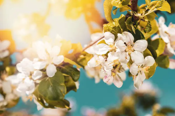 Frühlings Makro Naturfoto Kirsch Und Apfelblüten Einem Sonnigen Tag — Stockfoto