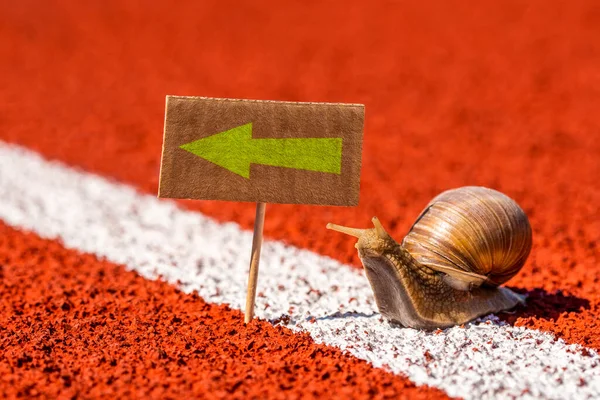 Caracol Olhando Para Sinal Com Seta Direção Dizendo Desta Forma — Fotografia de Stock