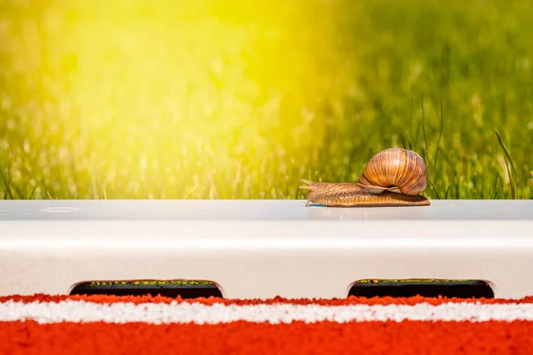 Caracol Pronto Para Competição Estádio Lento Mas Rápido — Fotografia de Stock