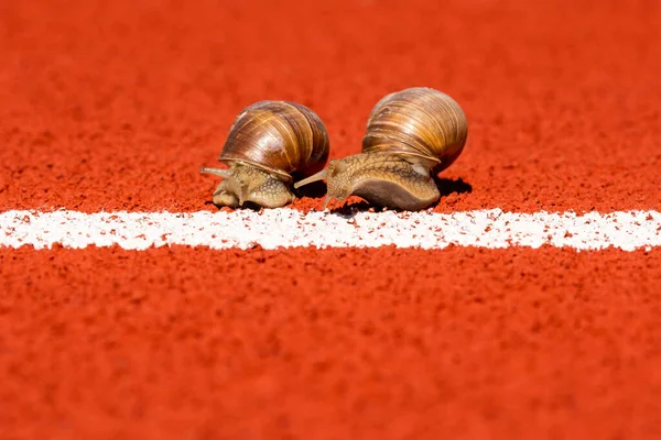 Ślimaki Biegną Mety Ślimaki Wyścig Torze Sportowym Pobliżu Linii Startu — Zdjęcie stockowe
